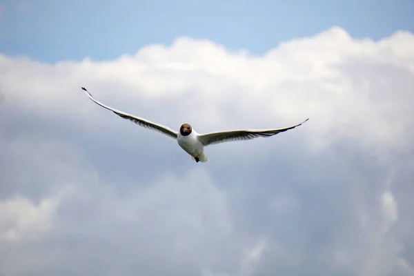 Flying Black White Seagull — ストック写真