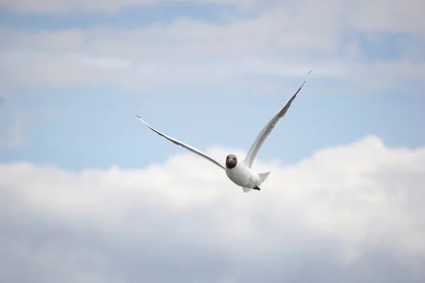 Flying Black White Seagull — ストック写真