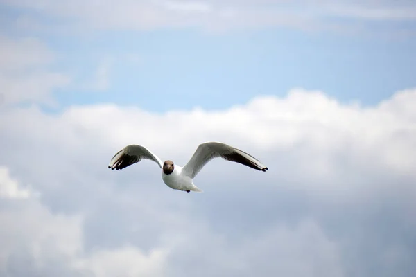 Flying Black White Seagull — ストック写真