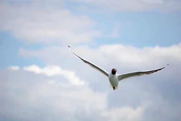 Flying Black White Seagull — 图库照片