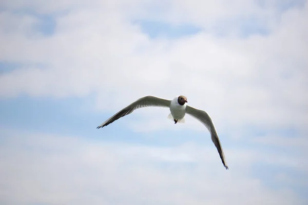 Flying Black White Seagull — Stock fotografie