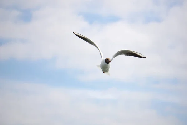 Flying Black White Seagull — Foto de Stock