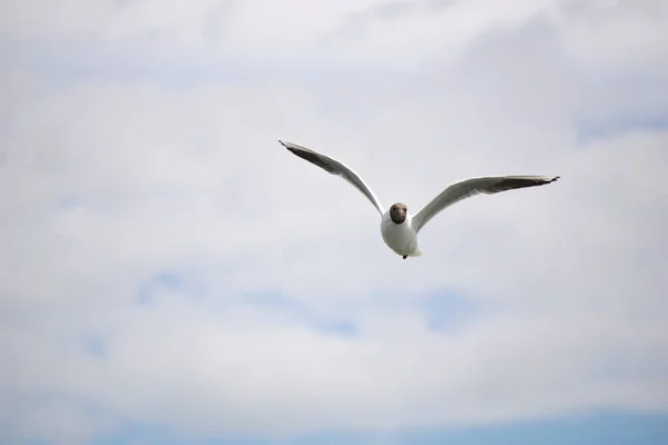 Flying Black White Seagull — Stock Photo, Image