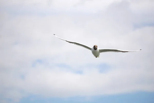 Flying Black White Seagull — Stockfoto