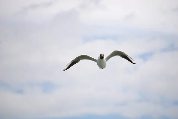 Mouette Volante Noire Blanche — Photo