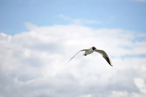 Flying Black White Seagull — ストック写真