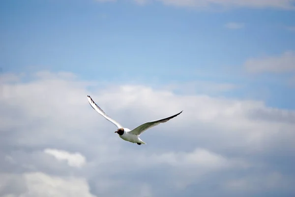 Flying Black White Seagull — ストック写真