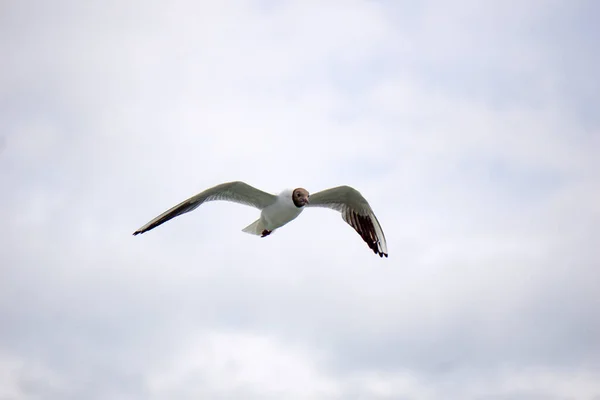 Flying Black White Seagull — Stock fotografie