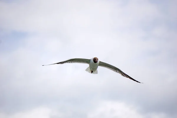 Flying Black White Seagull — 图库照片