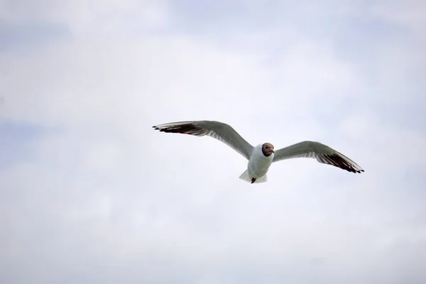 Flying Black White Seagull — Stockfoto