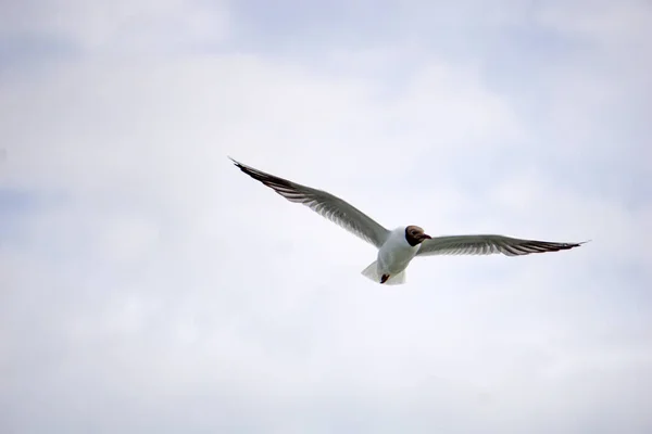 Flying Black White Seagull — ストック写真