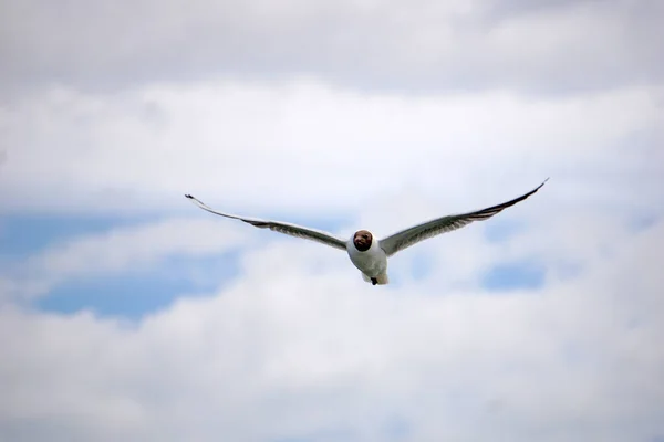 Flying Black White Seagull — ストック写真