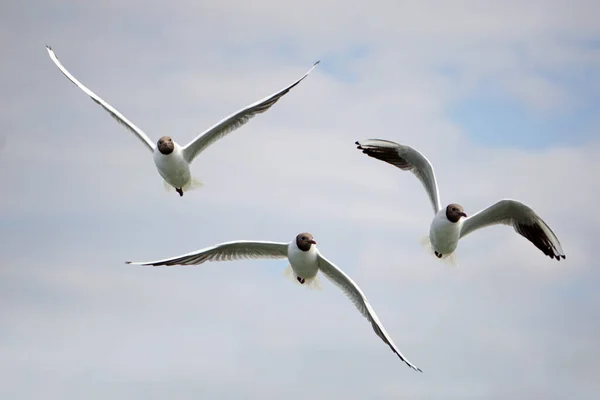 Three Black White Seagulls Flying — Stockfoto
