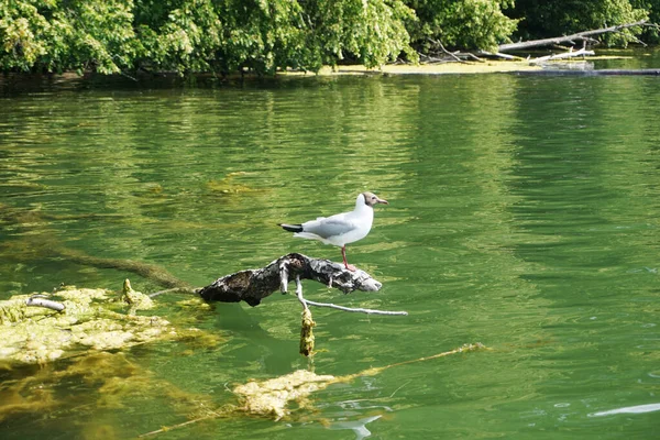 Seagull Sitting Branch Water — Stock Photo, Image