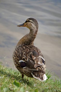 Çimlerde ördek, arka planda su