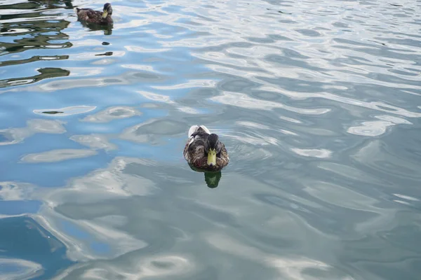 Mallard Duck Swimming Water — Fotografia de Stock