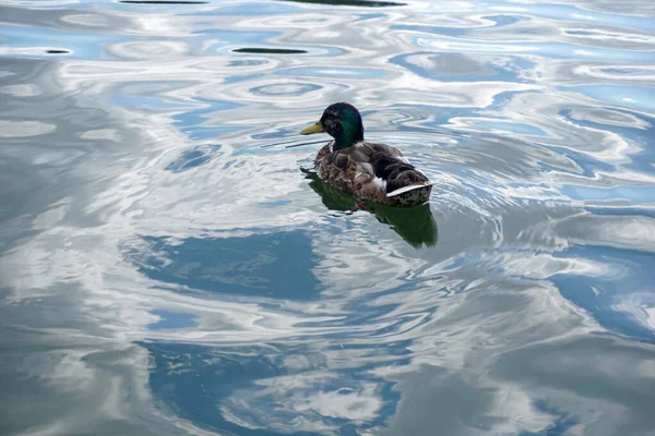 Mallard Duck Swimming Water — 图库照片