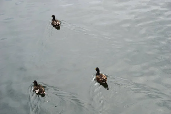 Three Mallard Ducks Swimming Water — Foto de Stock