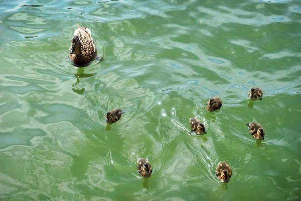 Mallard Ducks Mother Babies — Photo