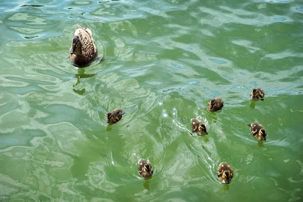 Canards Colverts Mère Bébés — Photo