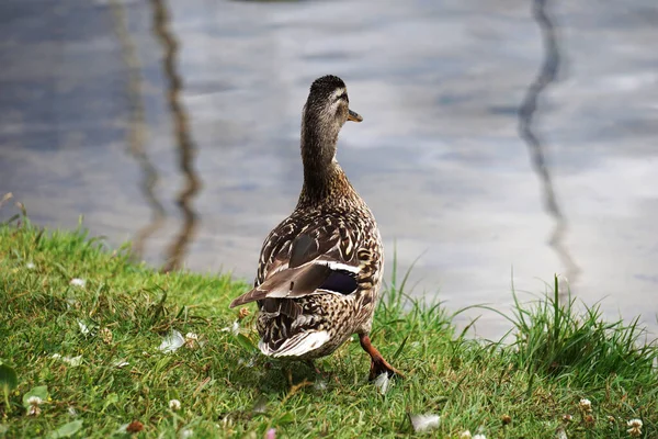 Mallard Duck Grass Water Background — Photo