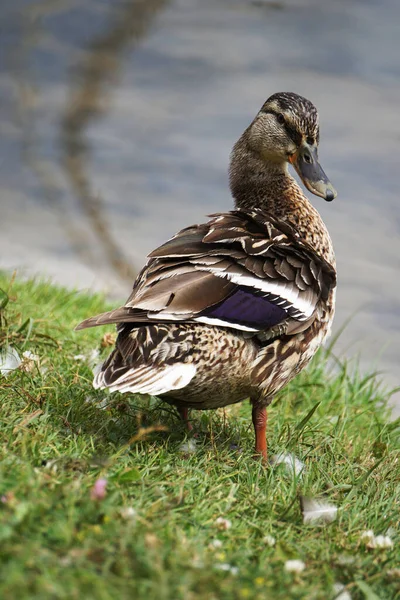 Mallard Duck Grass Water Background — 图库照片