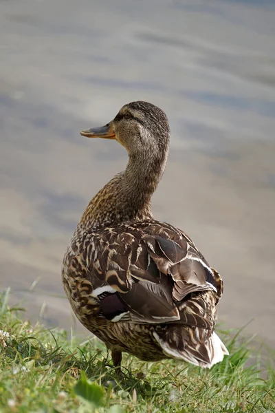 Mallard Duck Grass Water Background — Photo