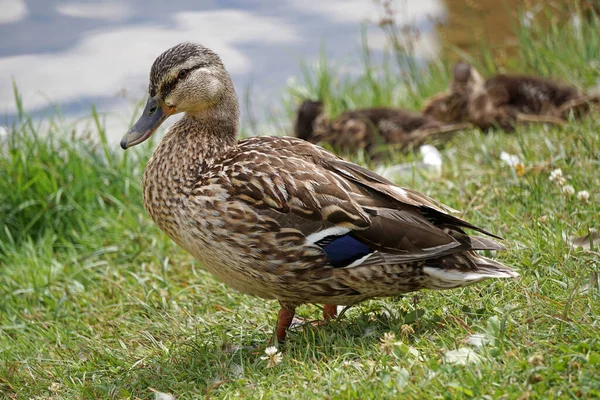 Mallard Πάπια Στο Γρασίδι Νερό Στο Παρασκήνιο — Φωτογραφία Αρχείου