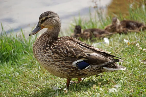 Mallard Πάπια Στο Γρασίδι Νερό Στο Παρασκήνιο — Φωτογραφία Αρχείου