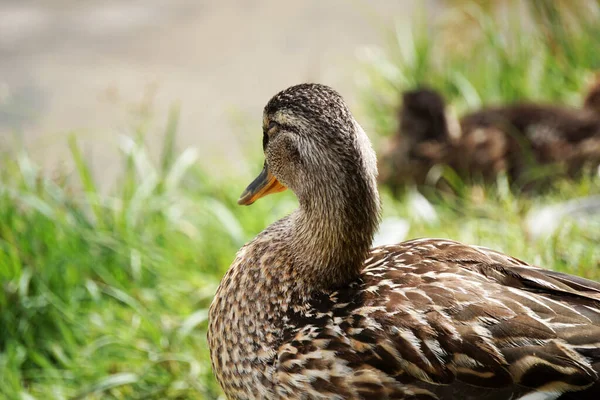 Mallard Duck Grass Water Background — Foto de Stock