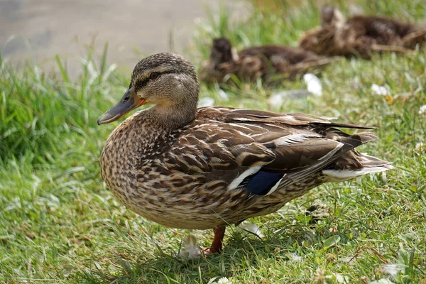 Mallard Πάπια Στο Γρασίδι Νερό Στο Παρασκήνιο — Φωτογραφία Αρχείου