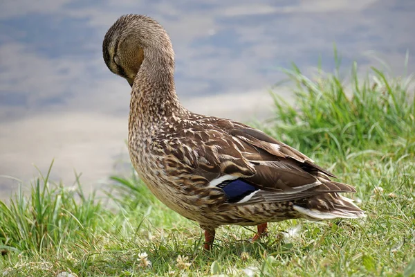 Mallard Πάπια Στο Γρασίδι Νερό Στο Παρασκήνιο — Φωτογραφία Αρχείου