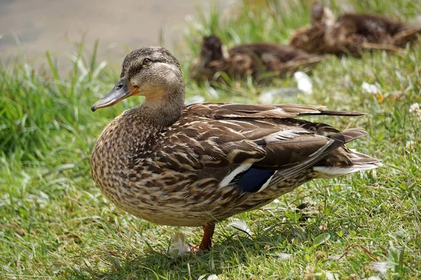Mallard Duck Grass Water Background — 图库照片