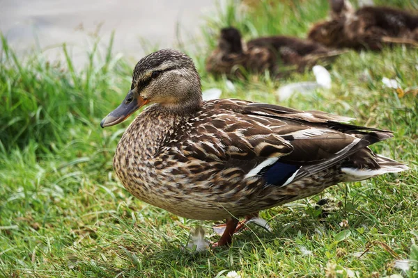 Mallard Duck Grass Water Background — Φωτογραφία Αρχείου