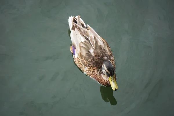 Mallard Duck Swimming Water — Stock Photo, Image