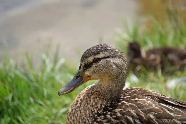 Mallard Duck Grass Water Background — 스톡 사진