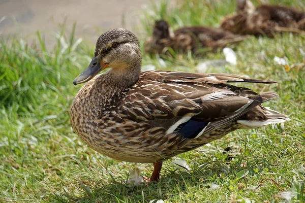 Canard Colvert Sur Herbe Eau Arrière Plan — Photo