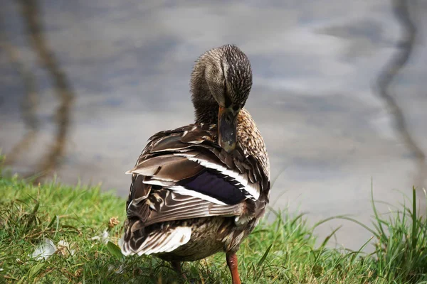 Canard Colvert Sur Herbe Eau Arrière Plan — Photo