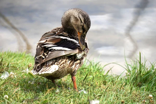 Canard Colvert Sur Herbe Eau Arrière Plan — Photo