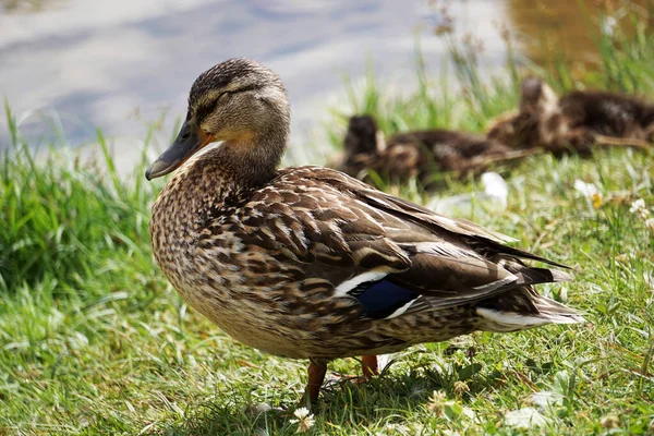 Mallard Duck Grass Water Background — Photo