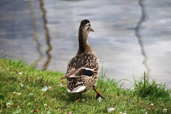 Mallard Duck Grass Water Background — 스톡 사진