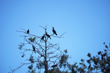 Bir ağacın tepesinde oturan kuş sürüsü