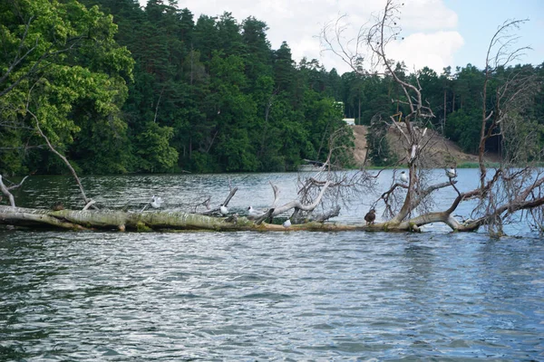 Стая Чаек Сидящих Дереве Озере — стоковое фото