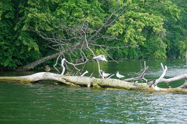 Flock Seagulls Sitting Tree Lake — Φωτογραφία Αρχείου