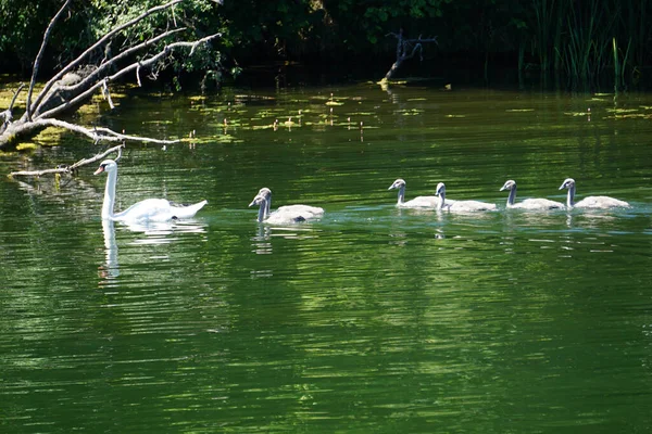 Swan Family Swimming Lake Mother Children — Stock Photo, Image