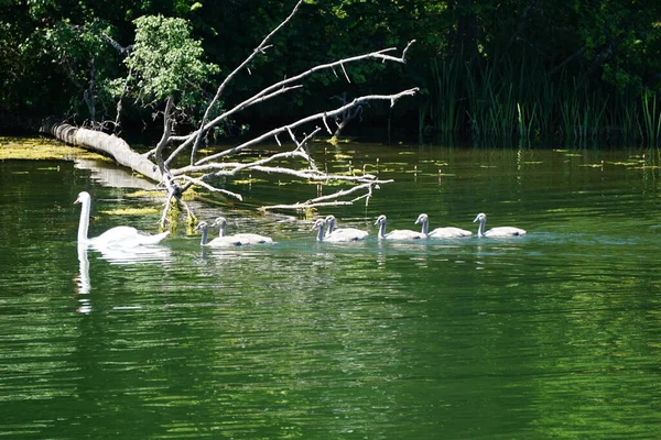 Swan Family Swimming Lake Mother Children — Stock Photo, Image