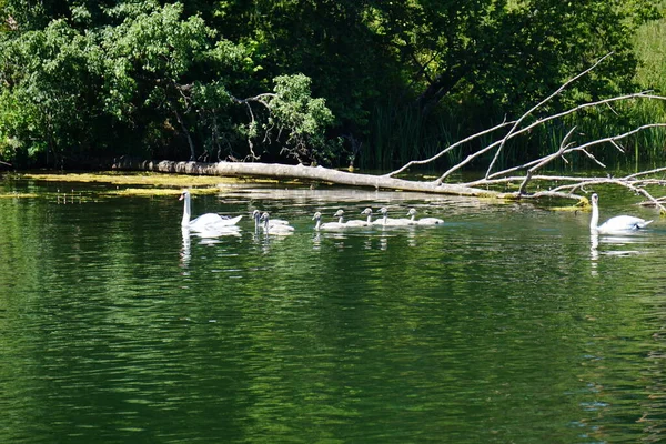 Swan Family Swimming Lake Mother Children — Stock Photo, Image