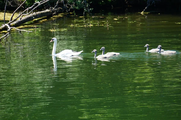 Famille Swan Nage Dans Lac Mère Enfants — Photo