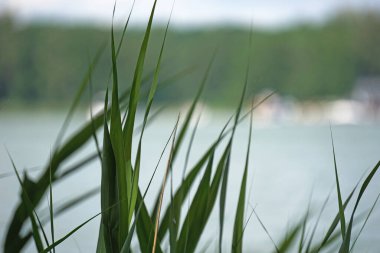 Suyun kenarındaki sazlıklar