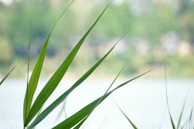 Suyun kenarındaki sazlıklar